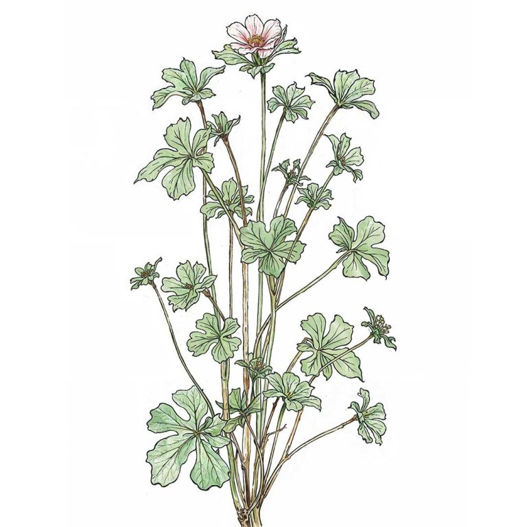 wurzeltee-stinkender-storchenschnabel-tag1